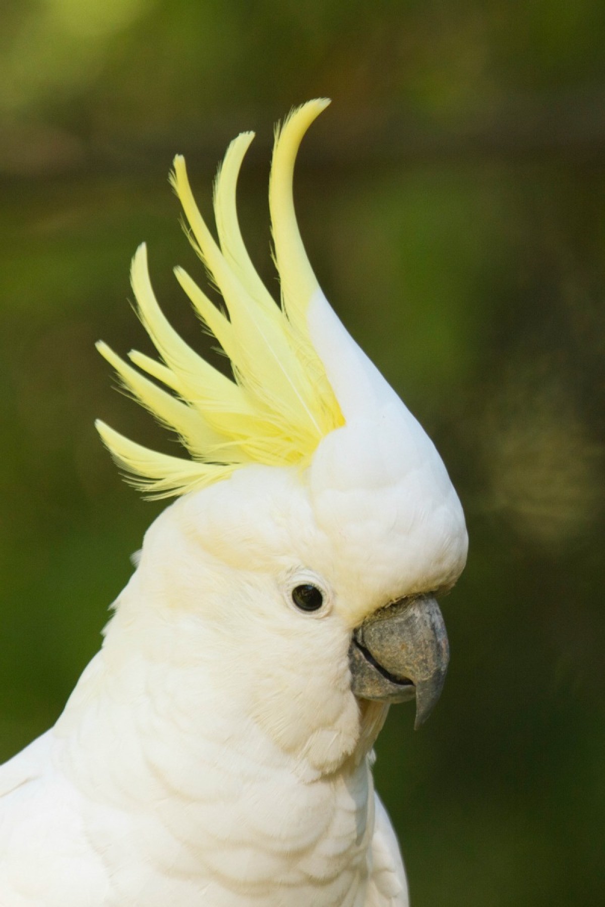 a cockatoo