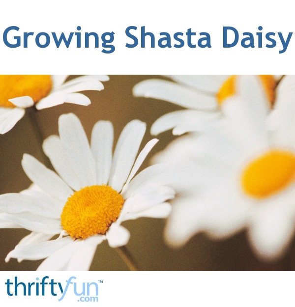 Growing Shasta Daisy ThriftyFun
