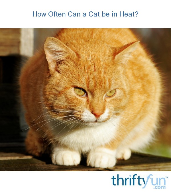 How Often Can a Cat be in Heat? ThriftyFun