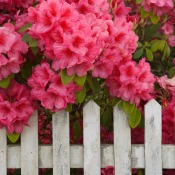 Rhododendron with pink flowers growing in front of a picket fence.