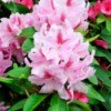 Rhododendron with pink flowers.