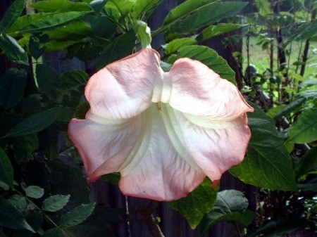 Pink Brugmansia (Angel's Trumpet)