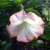 Pink Brugmansia (Angel's Trumpet)
