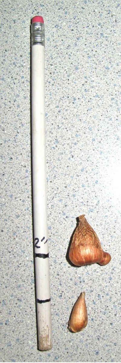 Planting Small Bulbs