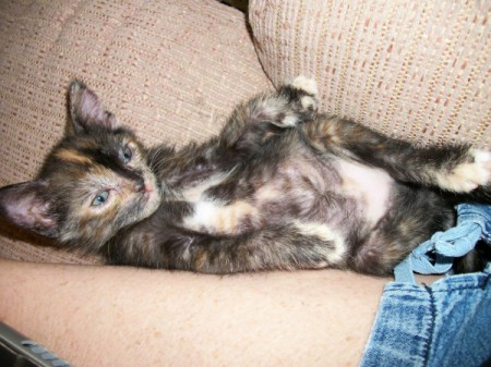 Tortishell kitten.