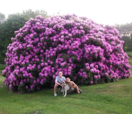 A Huge Purple Rhododendron