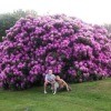 A Huge Purple Rhododendron