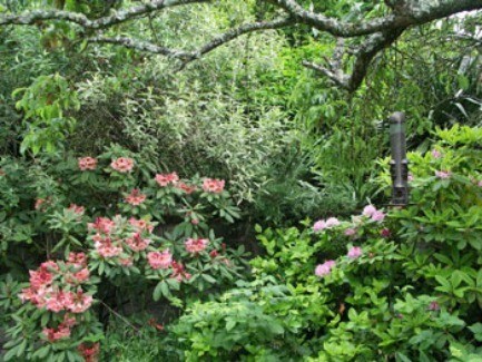 Washington Rhododendron in May