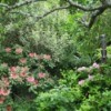 Washington Rhododendron in May