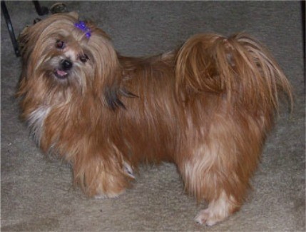 Lacy (Lhasa Apso)