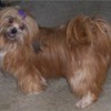 Lacy (Lhasa Apso)