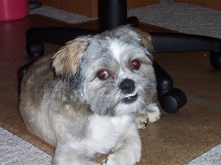 EJ (Lhasa Apso)