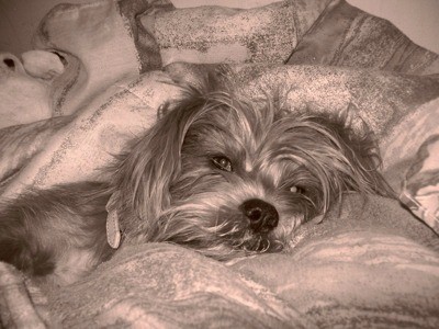 Cupcake (Lhasa Apso Mix)