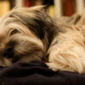 Lhasa Apso Mix