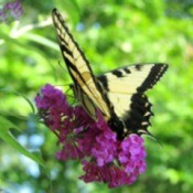 Butterfly on Butterfly Bush
