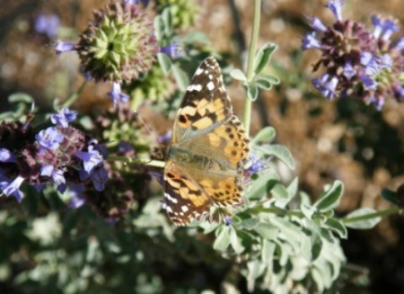 Butterfly Pavilion (Phoenix, AZ)