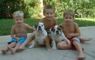 2 bull dogs with 3 boys