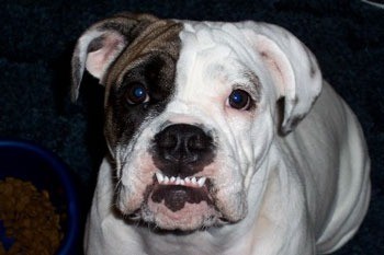 Close up of English Bulldog