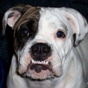 Close up of English Bulldog