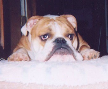 English Bulldog laying down
