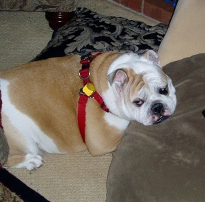 English Bulldog laying down