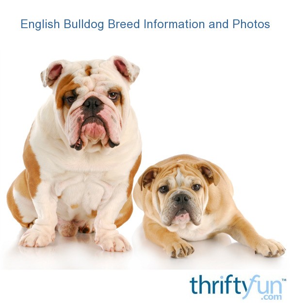 English Bulldog Breed Information and Photos | ThriftyFun
