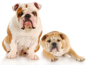 Two English Bulldogs, one sitting one laying down.