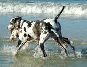 Great danes playing in the ocean