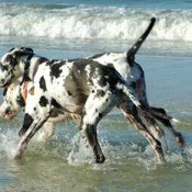 Great danes playing in the ocean
