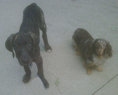 Great Dane and Dachshund