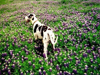 Great Dane in a field of flowers