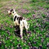 Great Dane in a field of flowers
