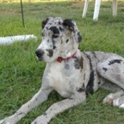 Merlequin Great Dane