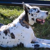 Brindlequin Great Dane