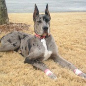 Great Dane