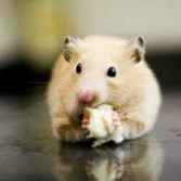 Hamster