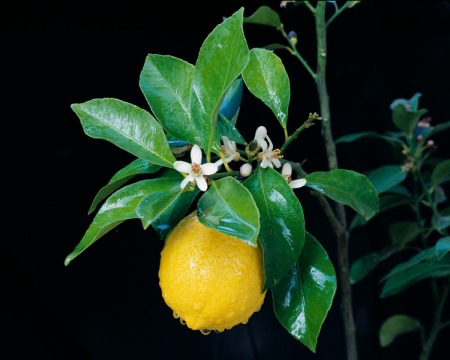 Lemon and blossoms on tree