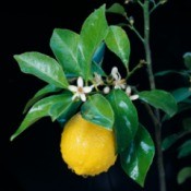 Lemon and blossoms on tree