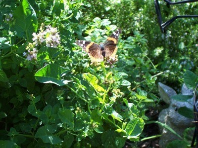 Red Admiral Butterfly