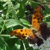 Question Mark Butterfly