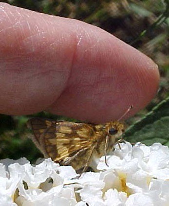 Skipper Butterfly near finger