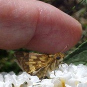 Skipper Butterfly near finger