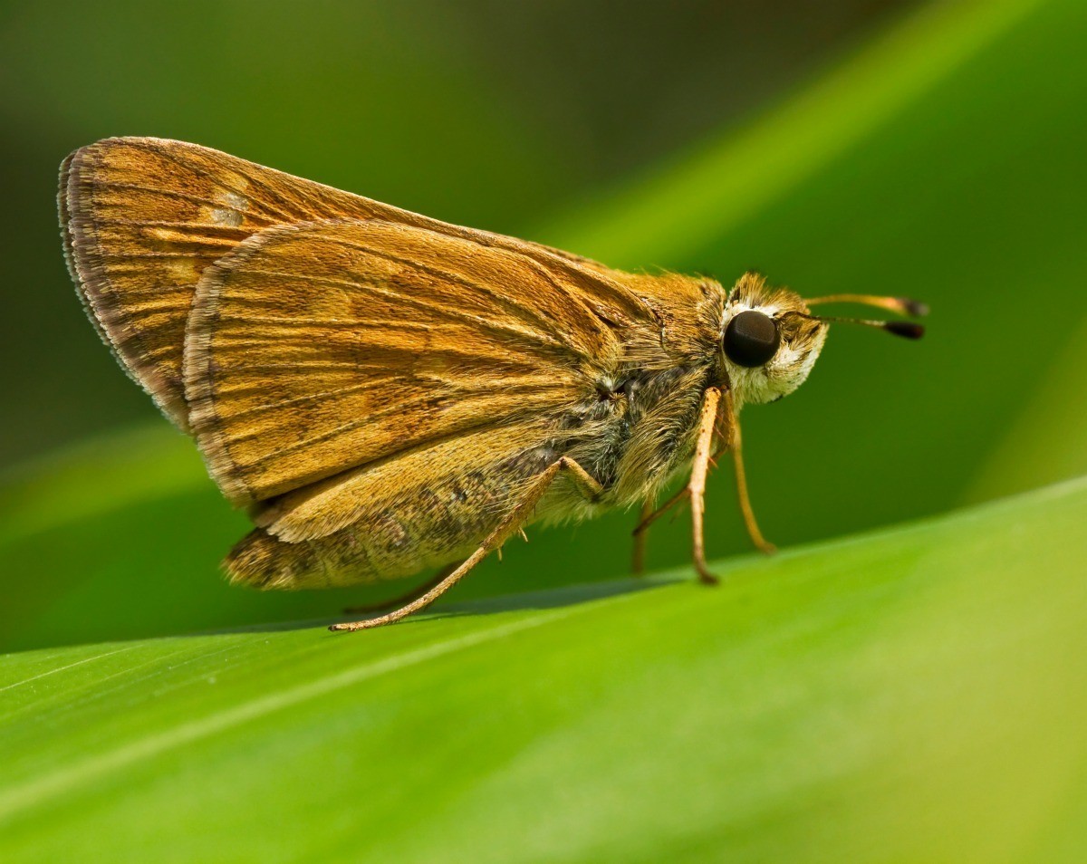 skipper-butterfly-photos-thriftyfun