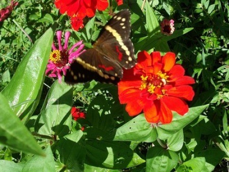 A butterfly on a flower.
