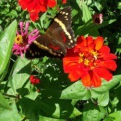 butterfly on a flower