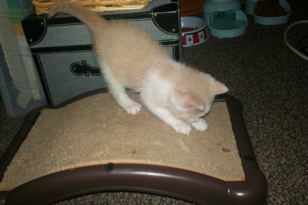 kitten on scratching mat.