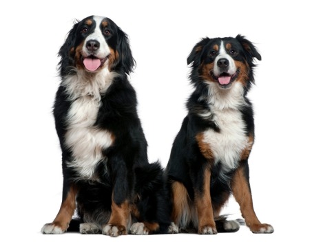 Bernese mountain shop dog coat type