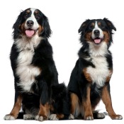 Bernese Mountain Dog Information