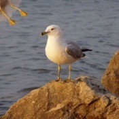 Seagull on a rock at the bay.