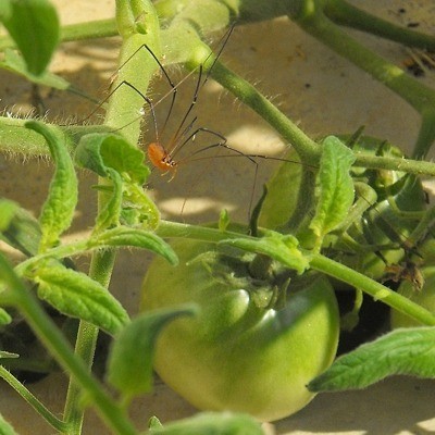 Daddy long legs on tomato plant.